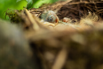 Nest of newborn birds 