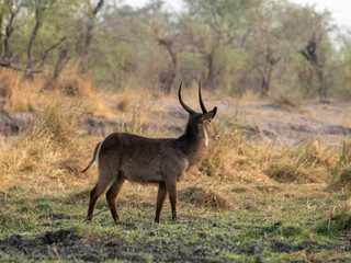 Kudu