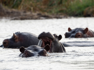 Fototapeta premium Flusspferd