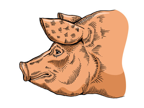 recommend clip art: Pig head line art sketch engraving color vector hand drawn illustration. T-shirt apparel print design. Scratch board imitation. Black and white hand drawn image.