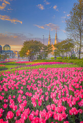 Bed of colourful tulips during the Canadian Tulip Festival with beautiful sunset dusk sky, Major's Hill Park, Notre Dame Cathedral Basilica, Ottawa, Ontario, Canada. Vertical photo taken in May 2021.