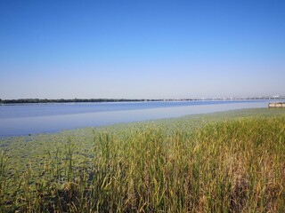 reeds on the estuary, landscape, clear blue sky