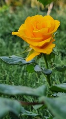 portrait of a yellow rose on a green background