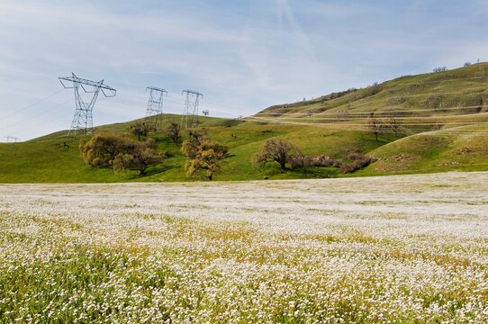 Wildflowers Blooming On Tejon Ranch; Grapevine, California, California