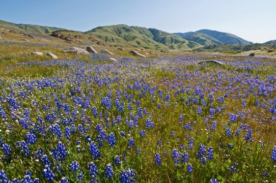 Wildflowers Blooming On Tejon Ranch; Grapevine, California, California