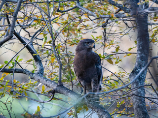 Adler