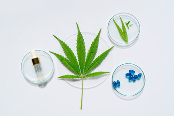 cannabis treatment concept - beauty oil and cannabis green leaf in petry duch in laboratory, medicinal use of cannabis oils concept - obrazy, fototapety, plakaty