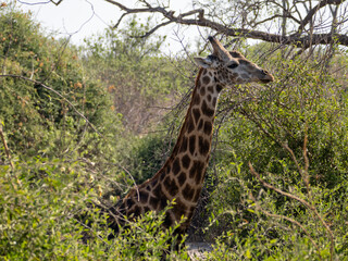 Giraffe