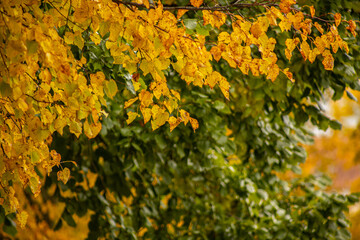 Yellow and green linden leaves. Autumn leaves in different colors. Tree leaves in autumn