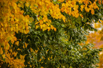 Yellow and green linden leaves. Autumn leaves in different colors. Tree leaves in autumn