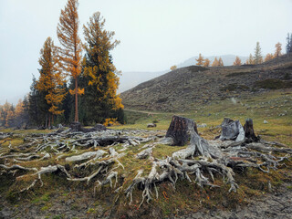 Giant cedar roots. Tree roots and autumn forest. Intertwined roots of two old trees in the Altai fall forest.