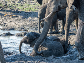Elefant