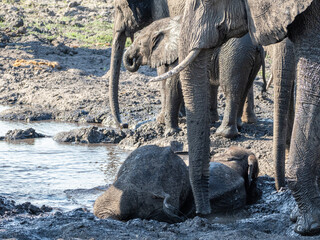 Elefant