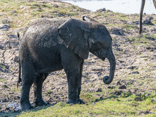 Elefant