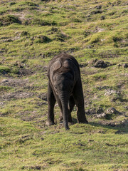 Elefant