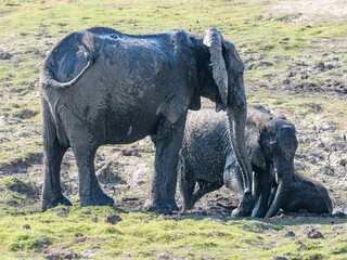 Elefant