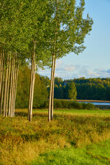 Fototapeta premium Edge of deciduous forest with river on background.