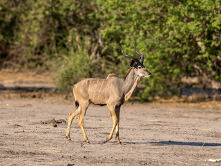 Kudu