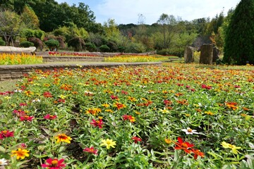 들판, flower, 경관, flower, 네이처, 봄, 양귀비, 양귀비, 목초지, red, sky, 여름, 뜰, 튤립, 경작, 시골, 농촌, 농장, 식물, 블로섬, 변색, blue, 다채로운, 튤립, 식물