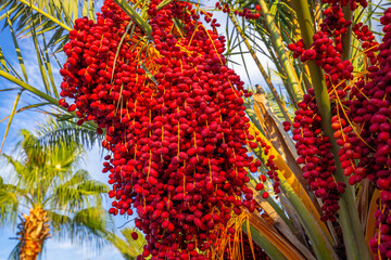 Bunch oh fresh red raw dates. Phoenix dactylifera fruit on a palm in tropical place. Date palm tree ready for harvest 
