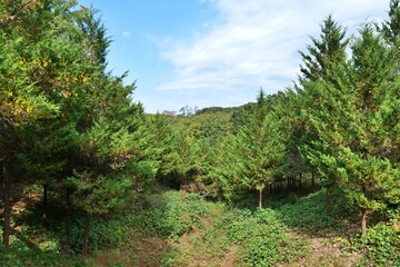 나무, 네이처, 경관, sky, 나무, 여름, 나무, 목초, 경로, 마운튼, 길거리, 소나무, 구름, 고개, 들판, 공원, 뜰, 일, 국가, 농촌, 마운튼, 여행, 식물, 봄, 목초지