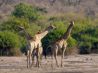 Giraffe