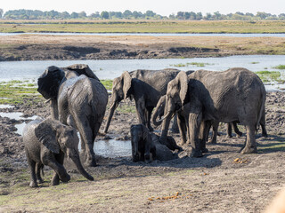 Elefant