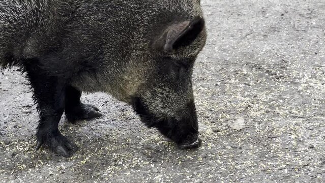 Close up of a big wild pid eating, zoo park 