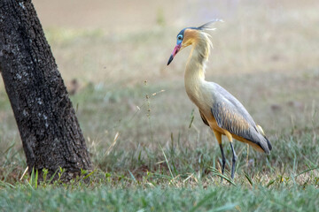 A Whistling Heron also know as Maria Faceira hunting insects in a plowed field. Species Syrigma sibilatrix. Animal world. Bird lover. Birdwatching. Birding.