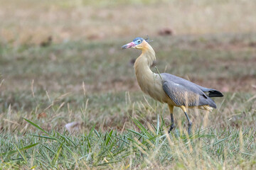 A Whistling Heron also know as Maria Faceira hunting insects in a plowed field. Species Syrigma...