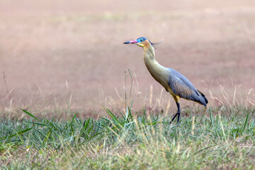 A Whistling Heron also know as Maria Faceira hunting insects in a plowed field. Species Syrigma...