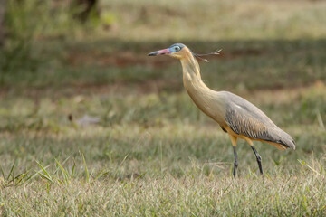 A Whistling Heron also know as Maria Faceira hunting insects in a plowed field. Species Syrigma sibilatrix. Animal world. Bird lover. Birdwatching. Birding.