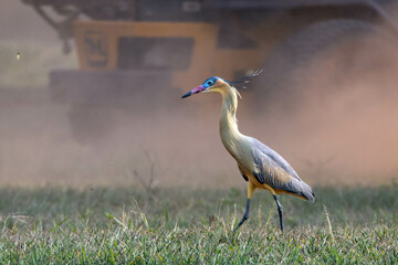A Whistling Heron also know as Maria Faceira hunting insects in a plowed field. Species Syrigma sibilatrix. Animal world. Bird lover. Birdwatching. Birding.