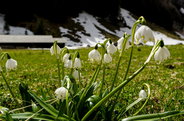 white snowdrops in the grass