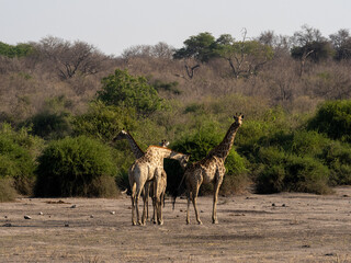 Giraffe