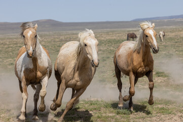 Wild Horses in the Utah Desert in Springtime