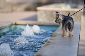 An adorable Yorkshire terrier watches the splashing water at the fountain. Copy space.