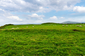 A flock of sheep graze on an Irish Hillside at the edge of a basalt outcropping above Dunluce...