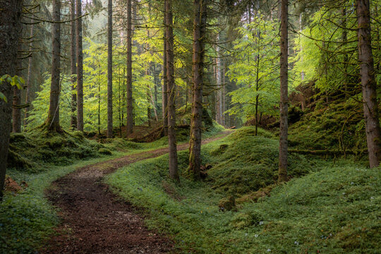 foresta del cansiglio - treviso