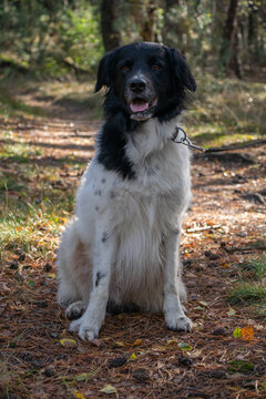 Stabyhoun (Canis lupus familiaris)	