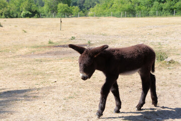 Esel in einem Tierpark im Frühling und blauen himmel