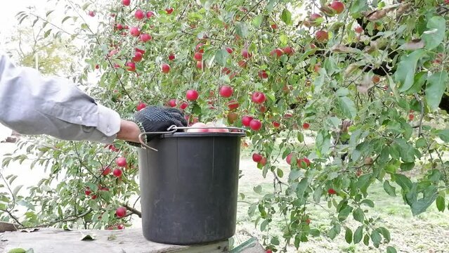 Close-up of a bucket with a harvest of red ripe apples standing on a stepladder. An unidentified male farmer harvests apples in a bucket. Organic red freshly picked apples in a box
