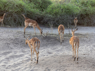 Kudu