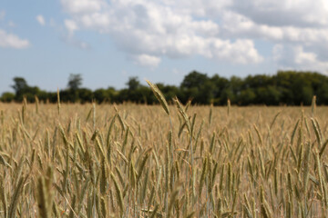 Weizenfeld im Frühling bei Tag und in Norddeutschland