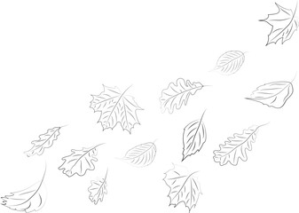 Line art on a transparent background. Autumn leaves. High quality vector illustration.