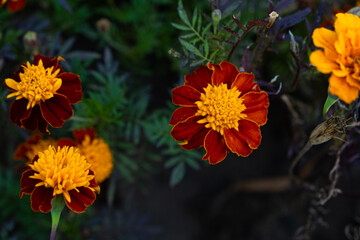 Marigolds are orange and yellow autumn flowers of the Asteraceae family, Tagetes patula.