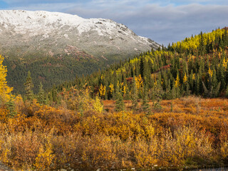 Scenic Autumn View in Denali National Park