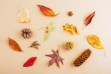 Autumnal layout made of colorful leaves, cones, chestnut and star anise on beige background....