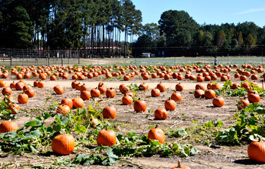 Pumpkin patch at farm rural Georgia, USA.
