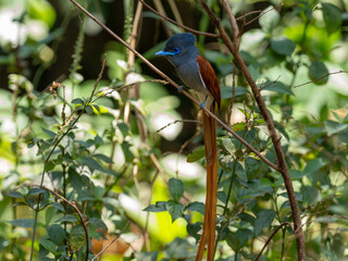 Afrikanischer Paradiesschnäpper